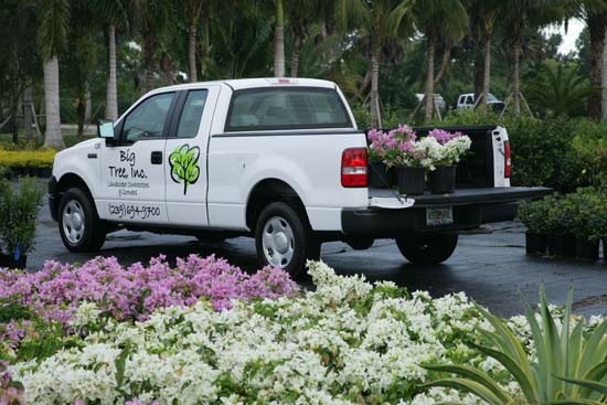 Big Tree Landscape Maintenance Services